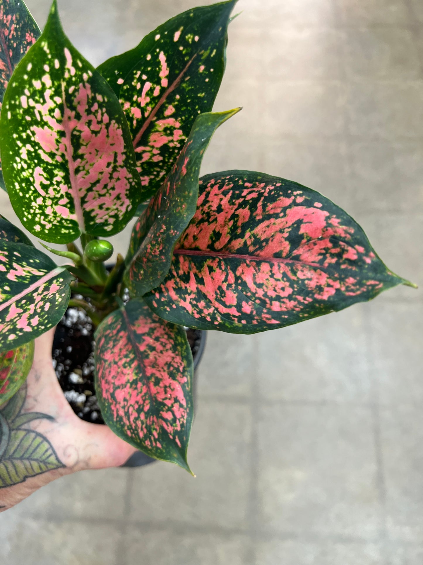 Aglaonema Black Komkom