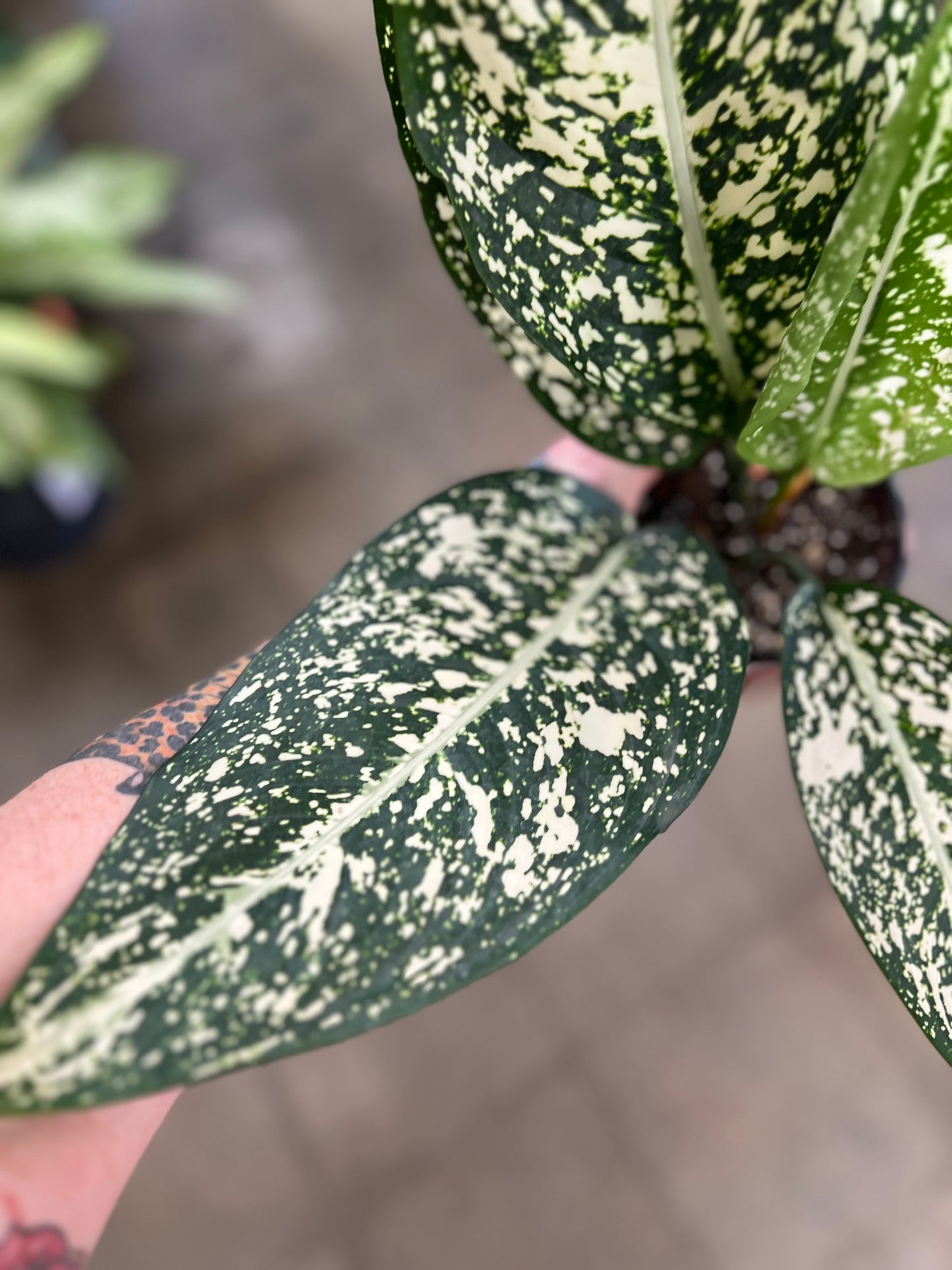 Aglaonema Morodoklok