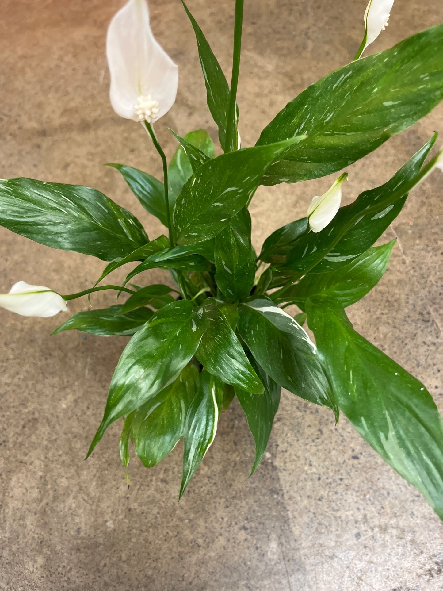 Spathiphyllum Domino