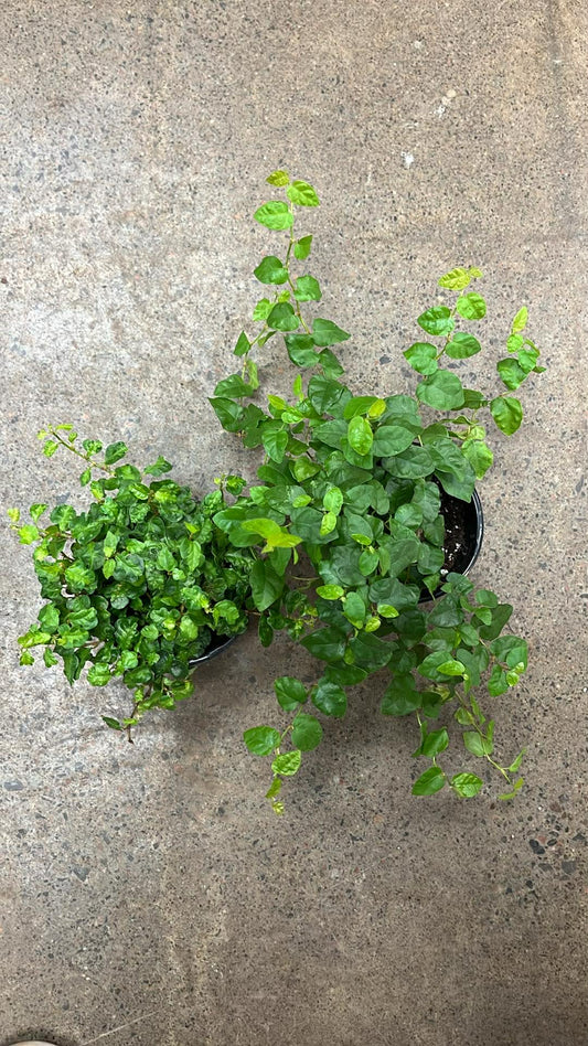 Ficus Pumila