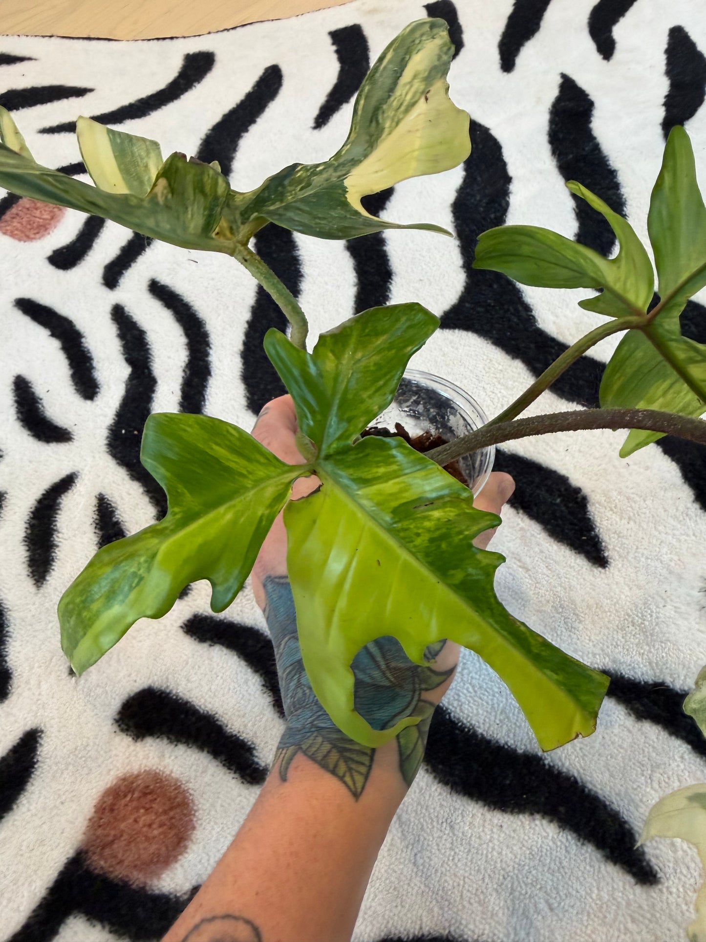 Philodendron Florida Beauty Variegated Large #3