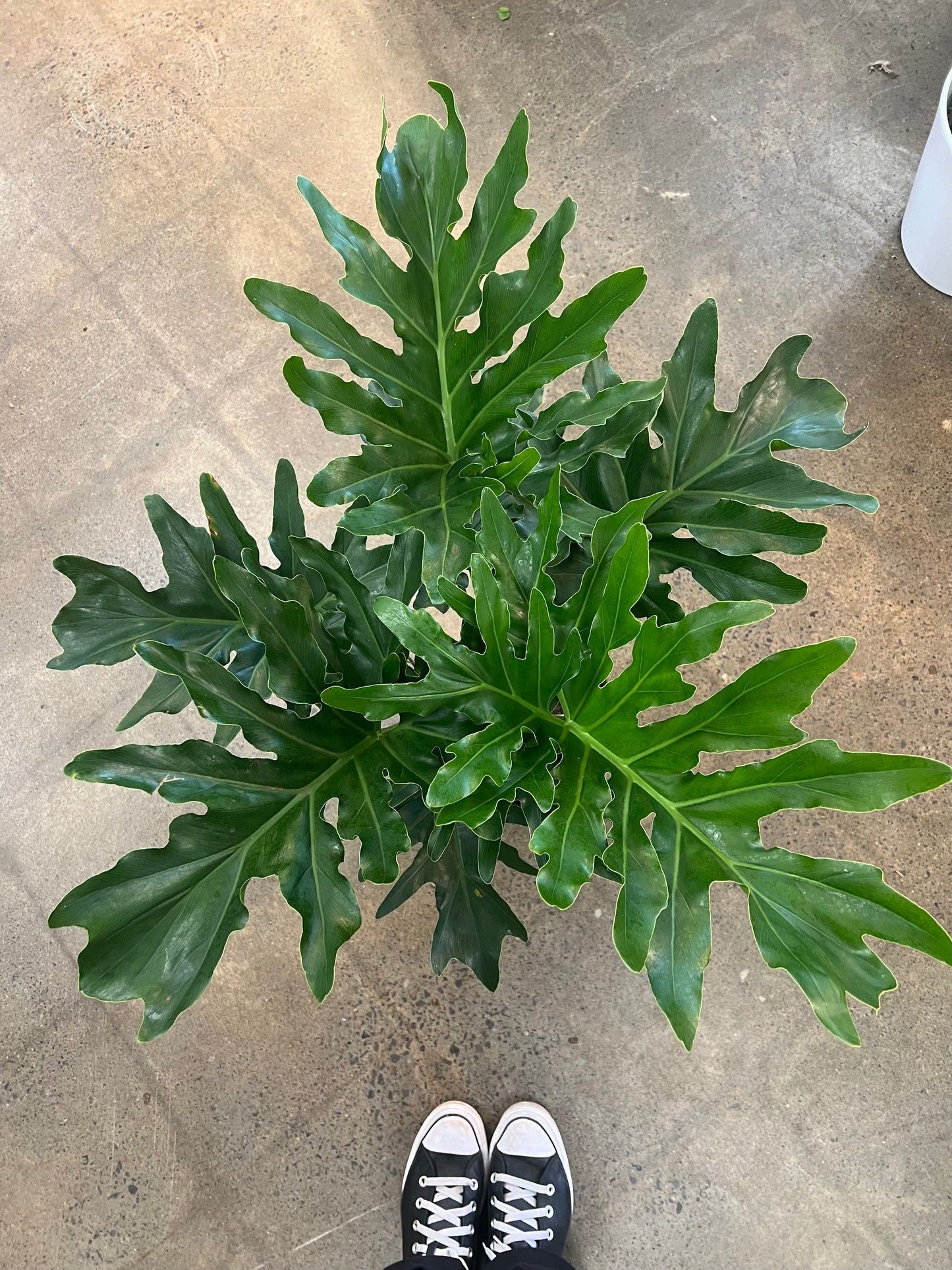 Philodendron Selloum