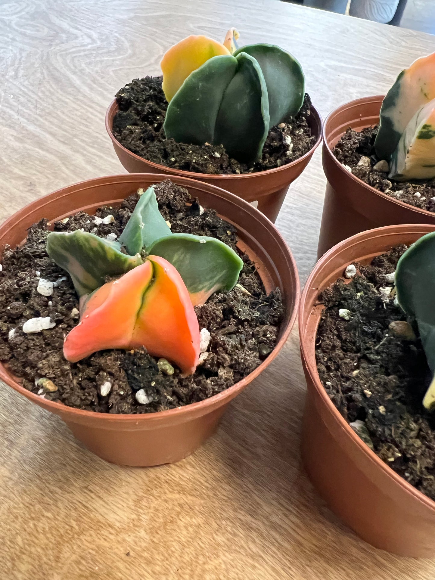 Astrophytum Myriostigma Variegated