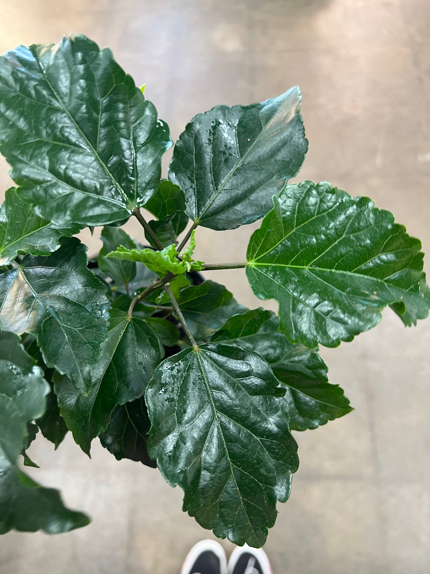 Hibiscus Blanc