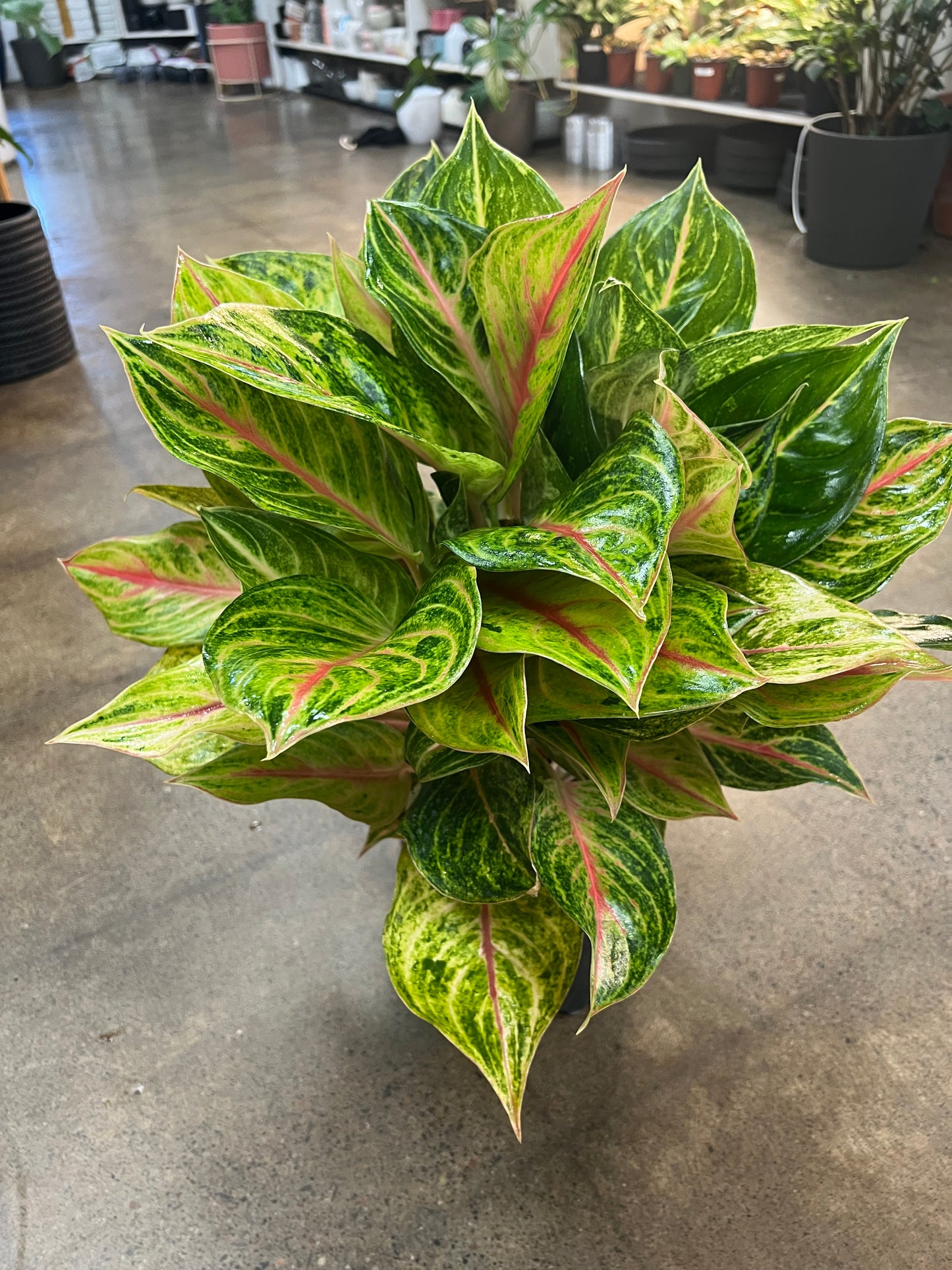 Aglaonema Golden Papaya