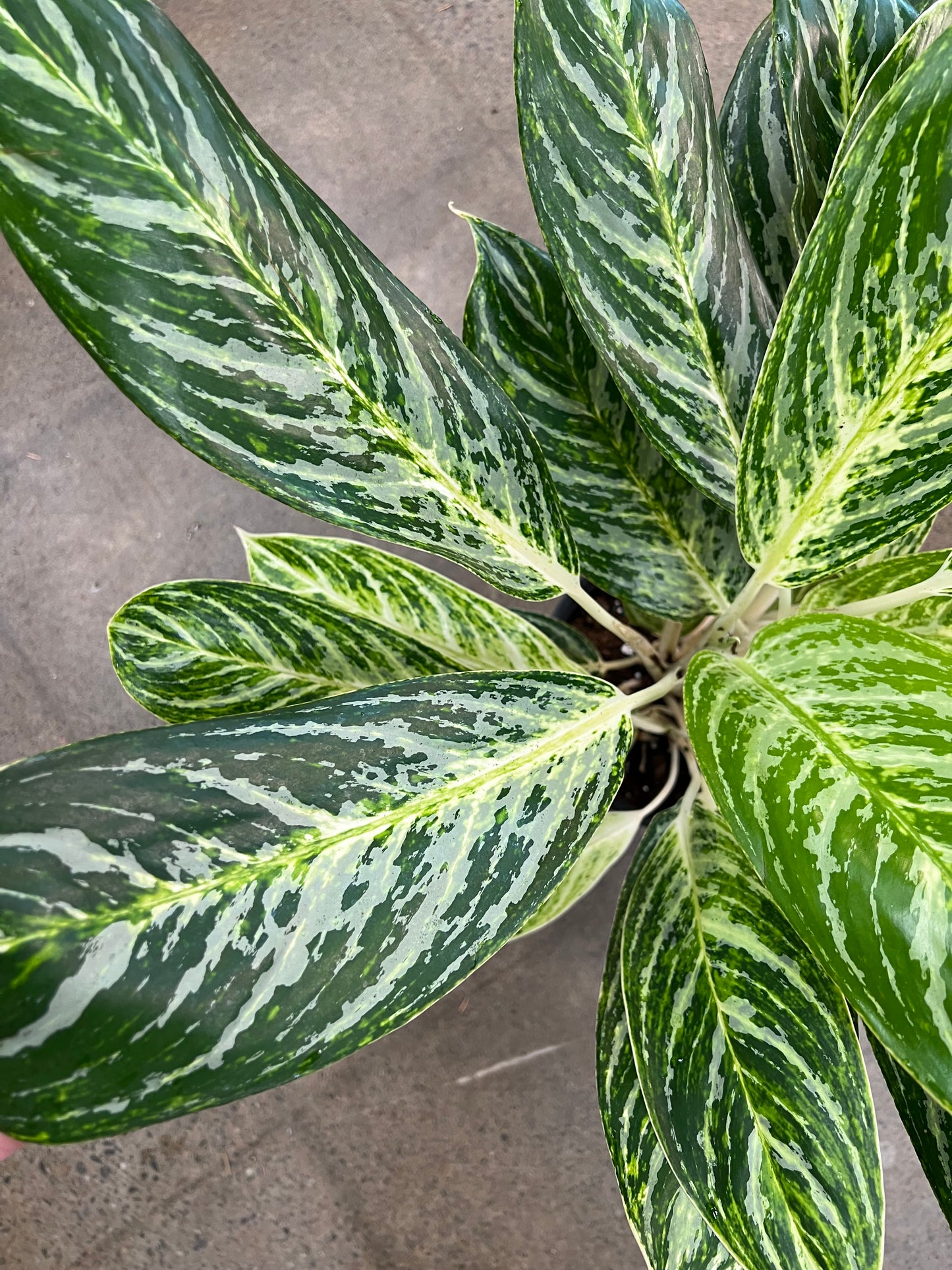 Aglaonema Golden Madonna