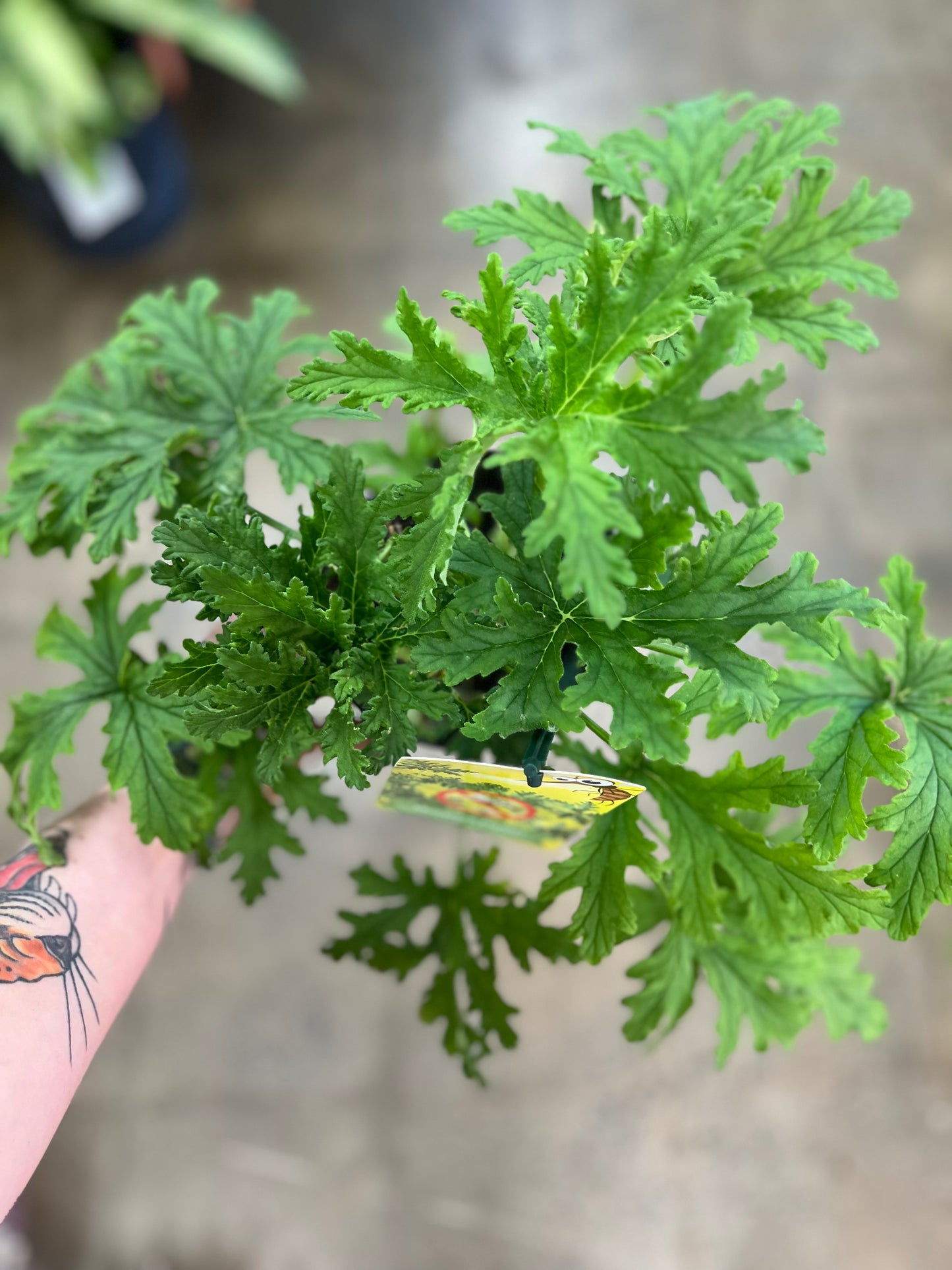 Geranium Citronnelle