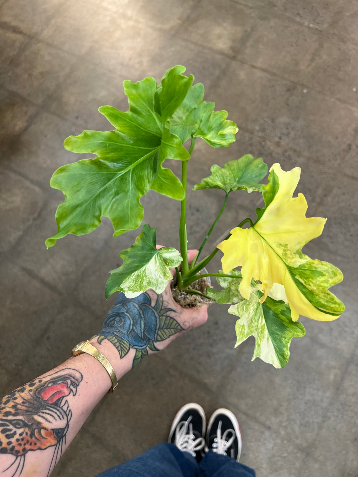 Philodendron Selloum Variegated