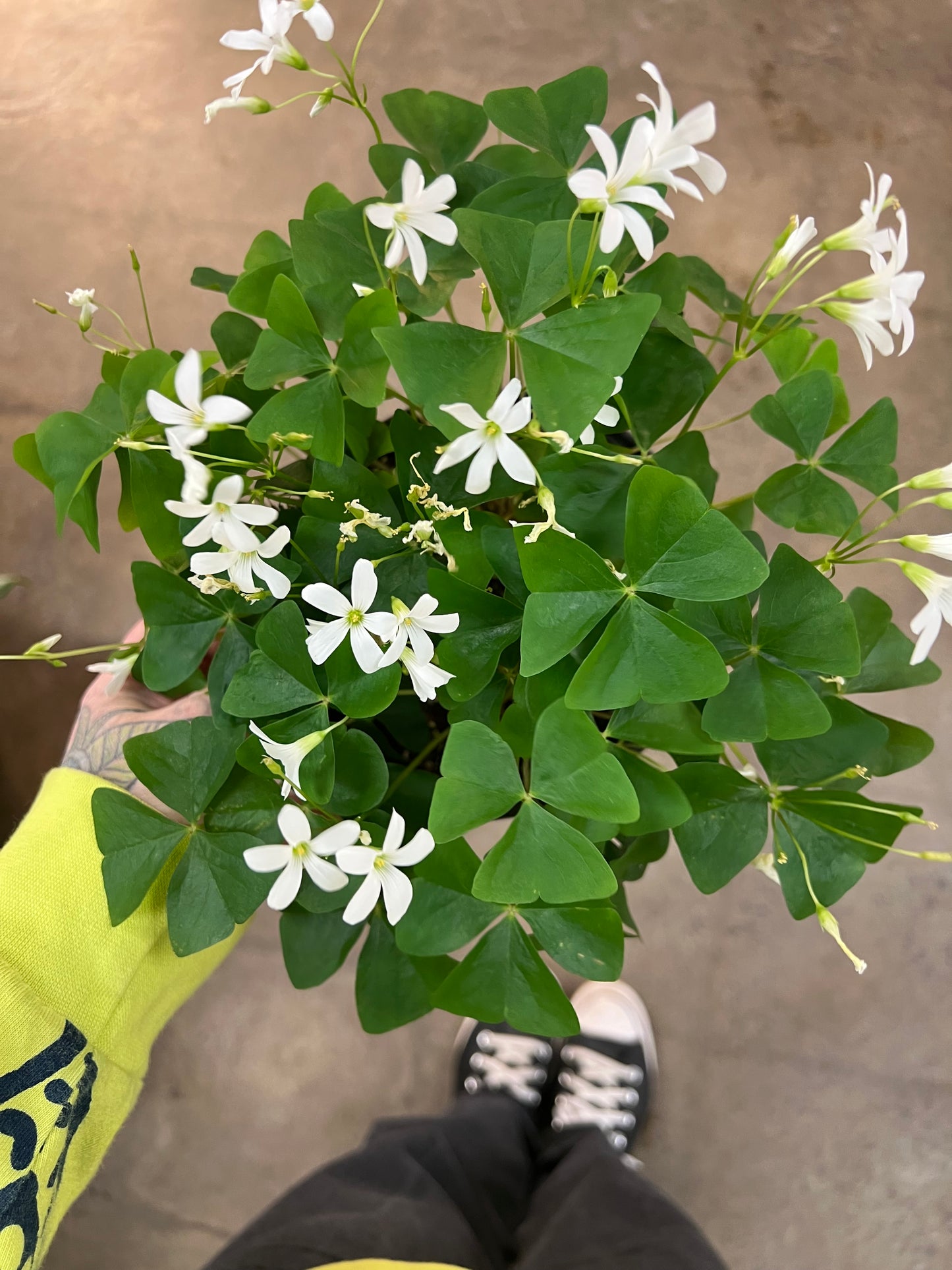 Oxalis Shamrock Vert