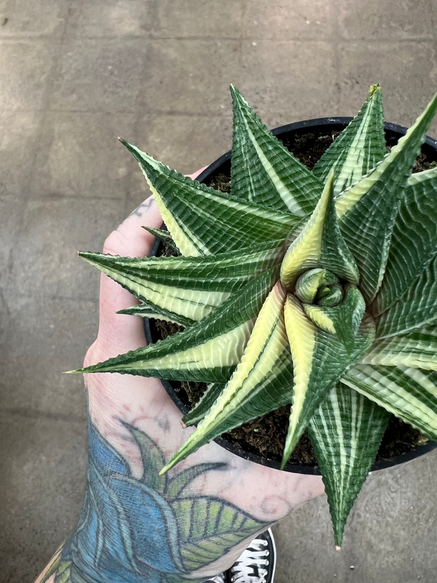 Haworthia Limifolia Variegata