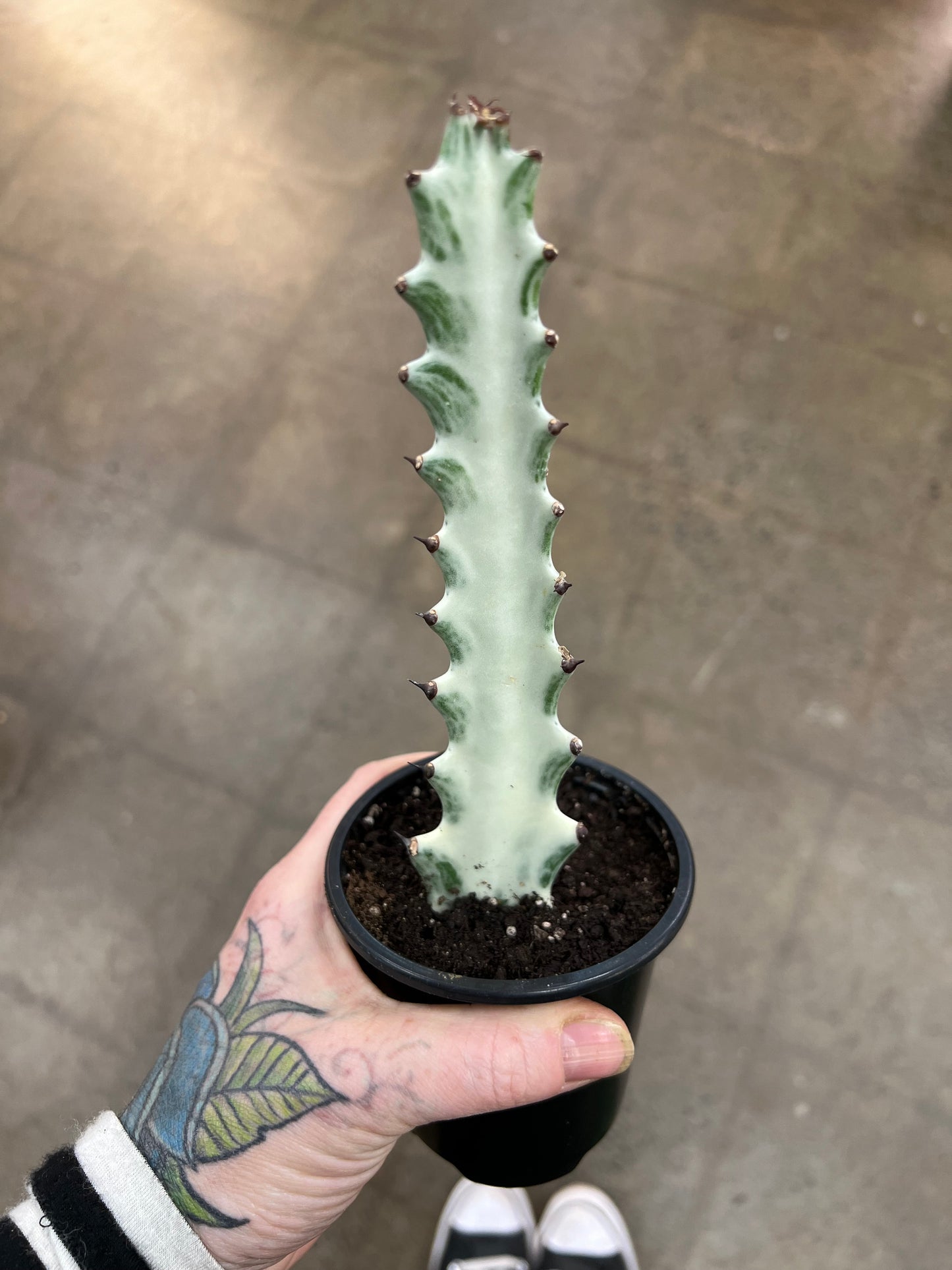 Euphorbia Ghost