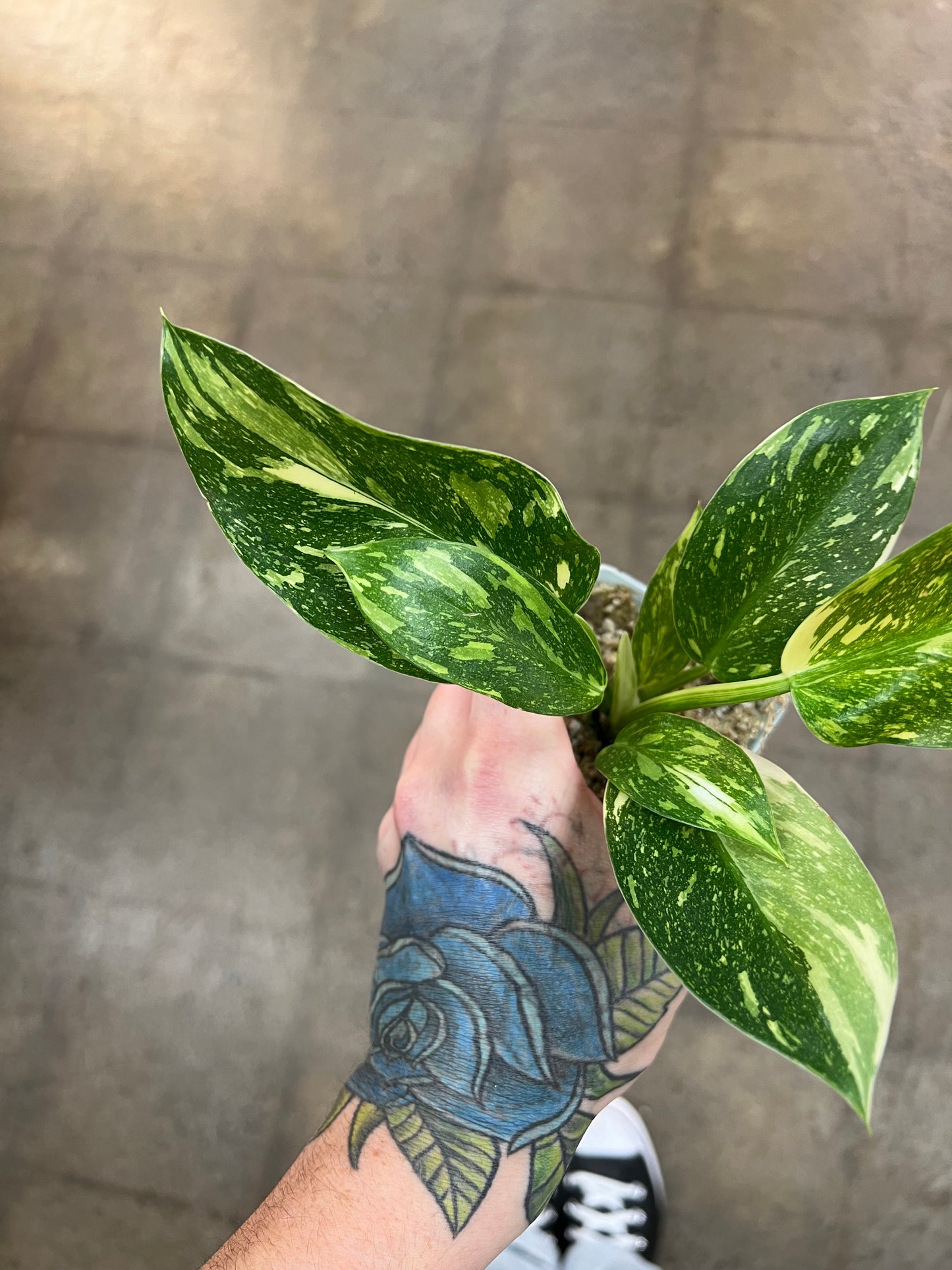 Philodendron Green Congo Nuclear