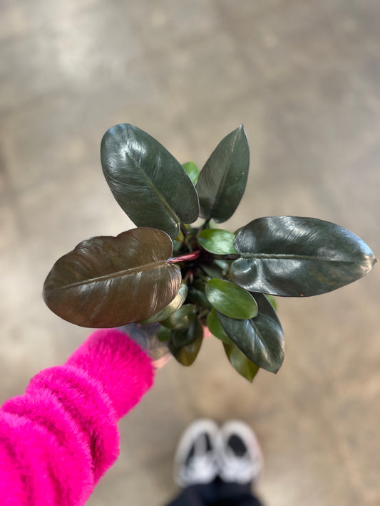 Philodendron Black Cardinal