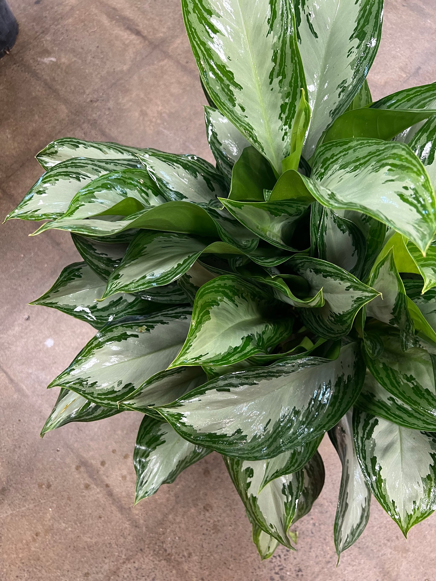 Aglaonema Silver Bay