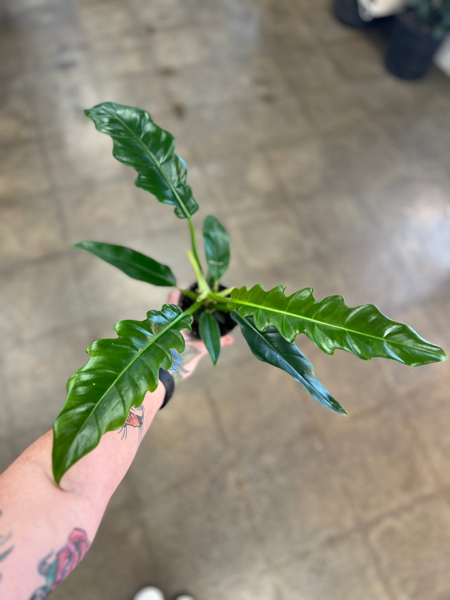 Philodendron Narrow