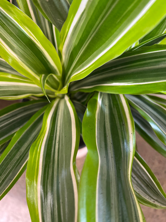 Dracaena Warneckii Lemon cane 3'2'1'