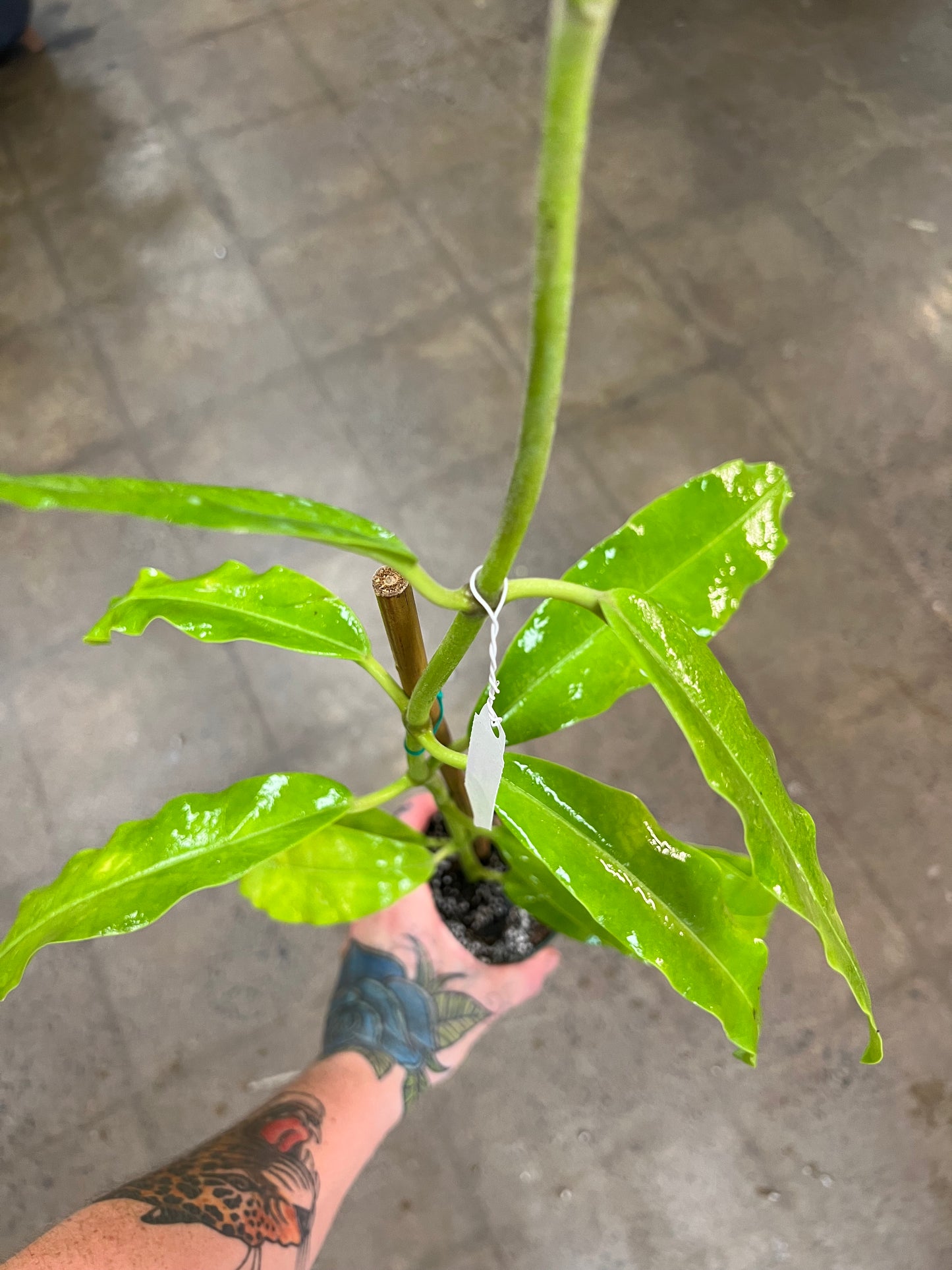 Hoya Imperialis Red Flower