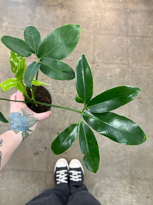 Philodendron Goeldii