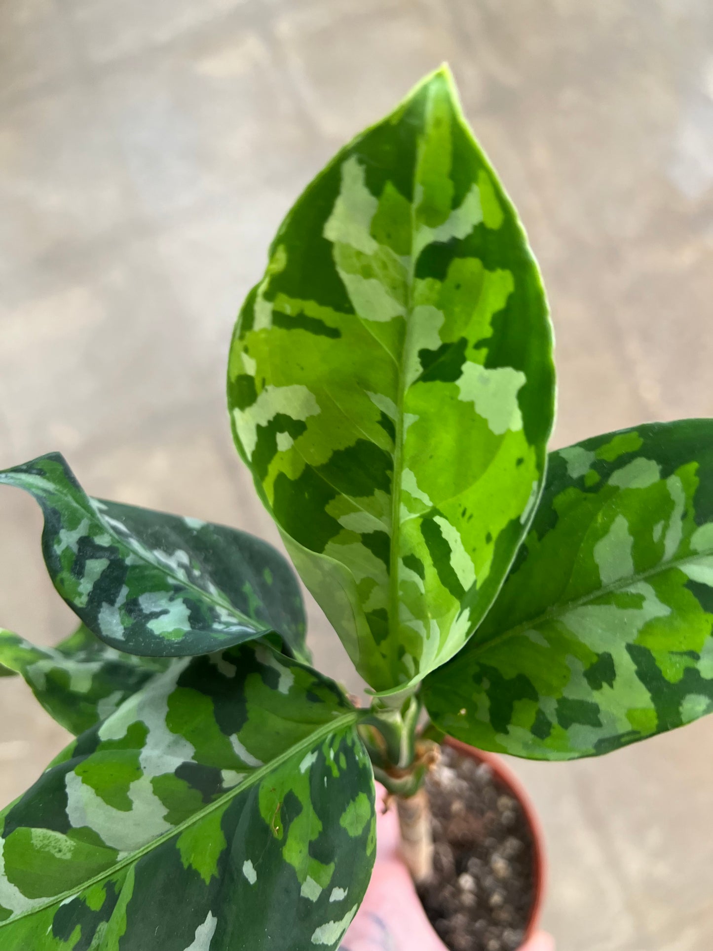 Aglaonema Pictum Tricolor