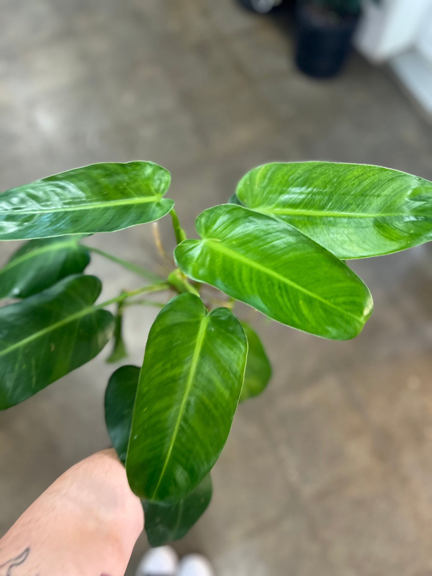 Philodendron Jose Buono