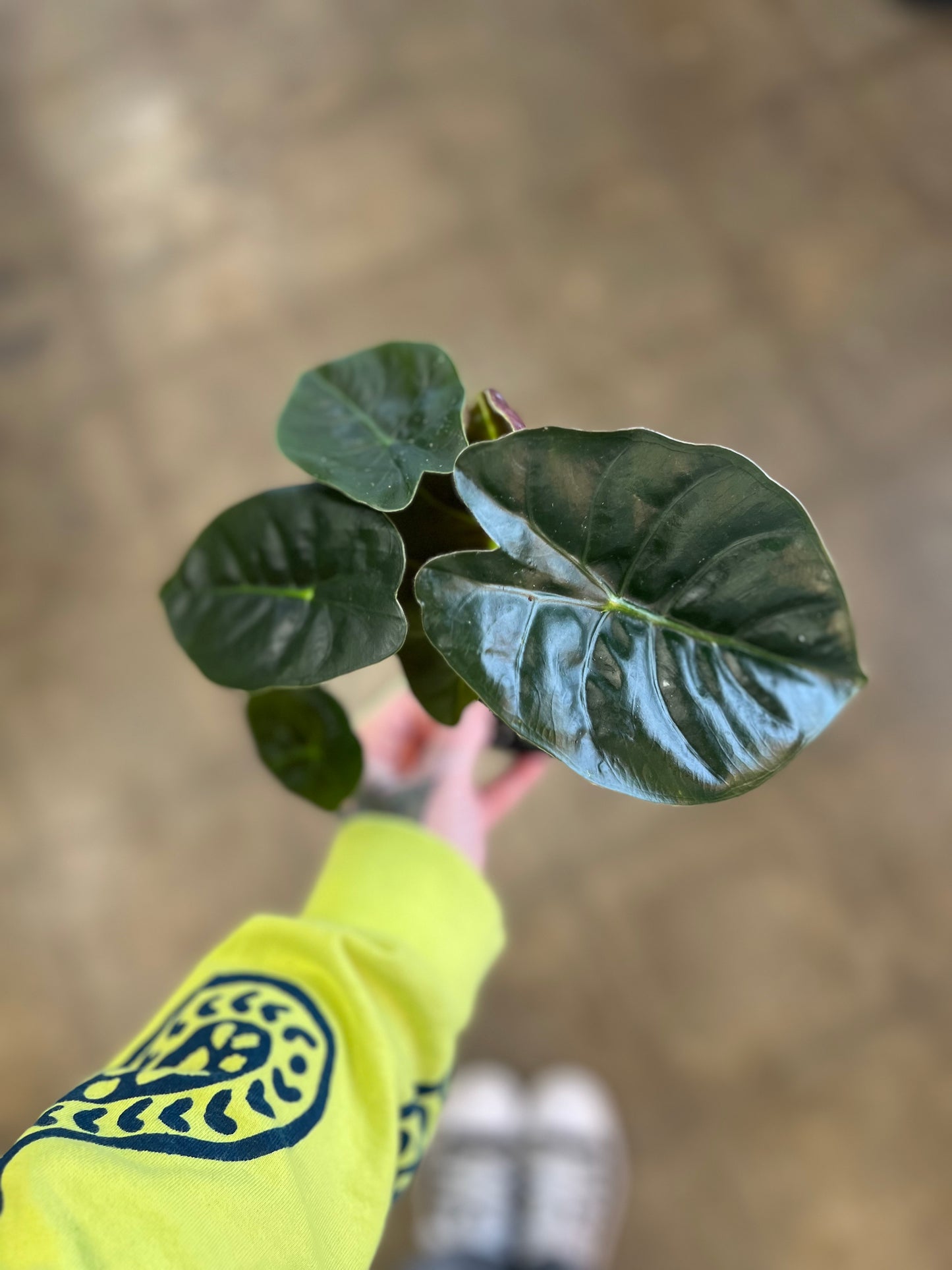 Alocasia Golden Bone