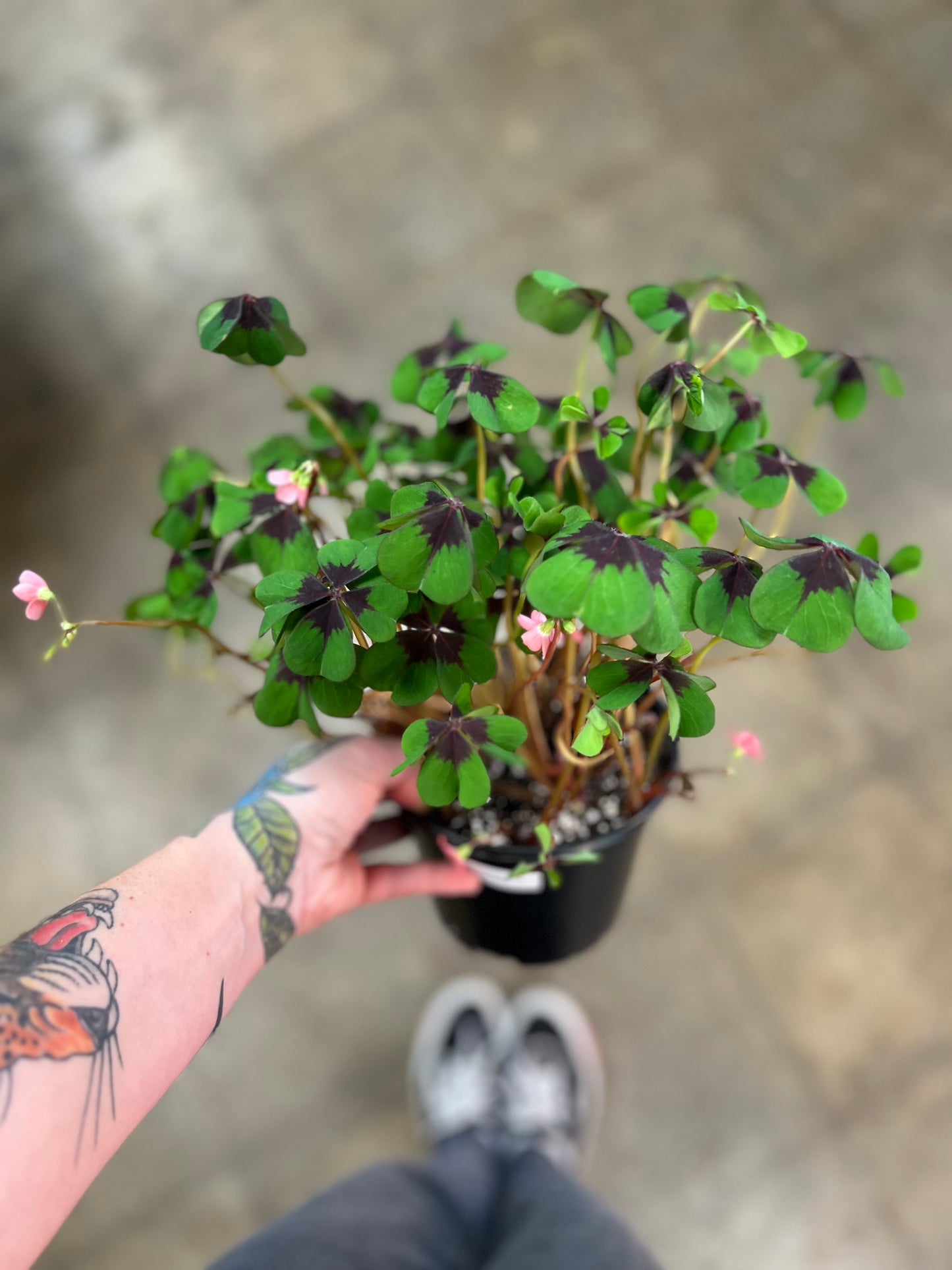 Oxalis Iron Cross