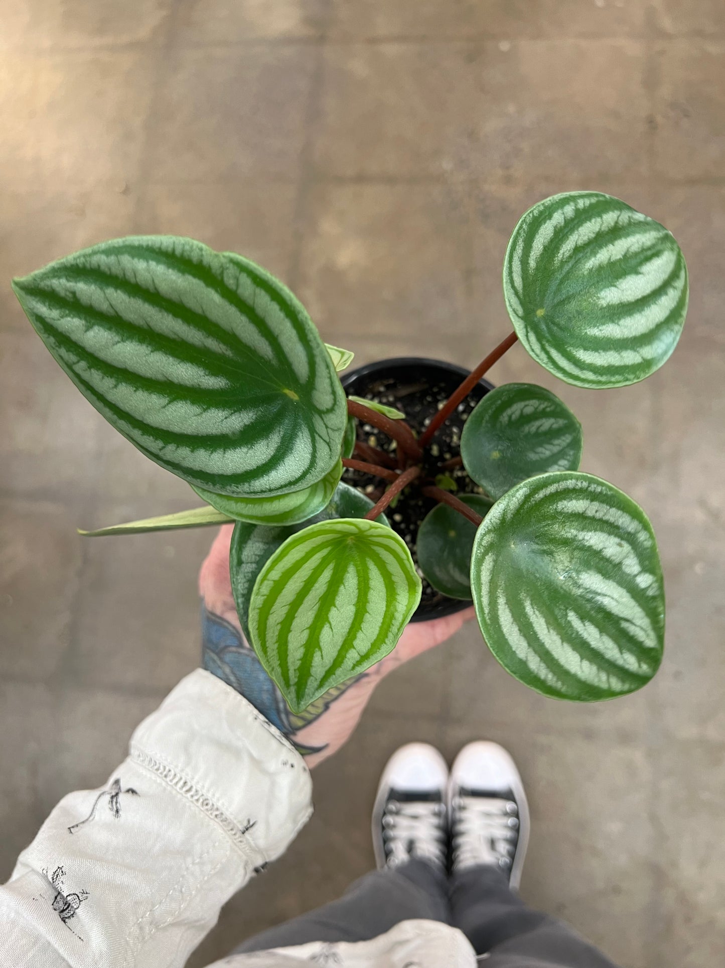 Peperomia Melon d'eau