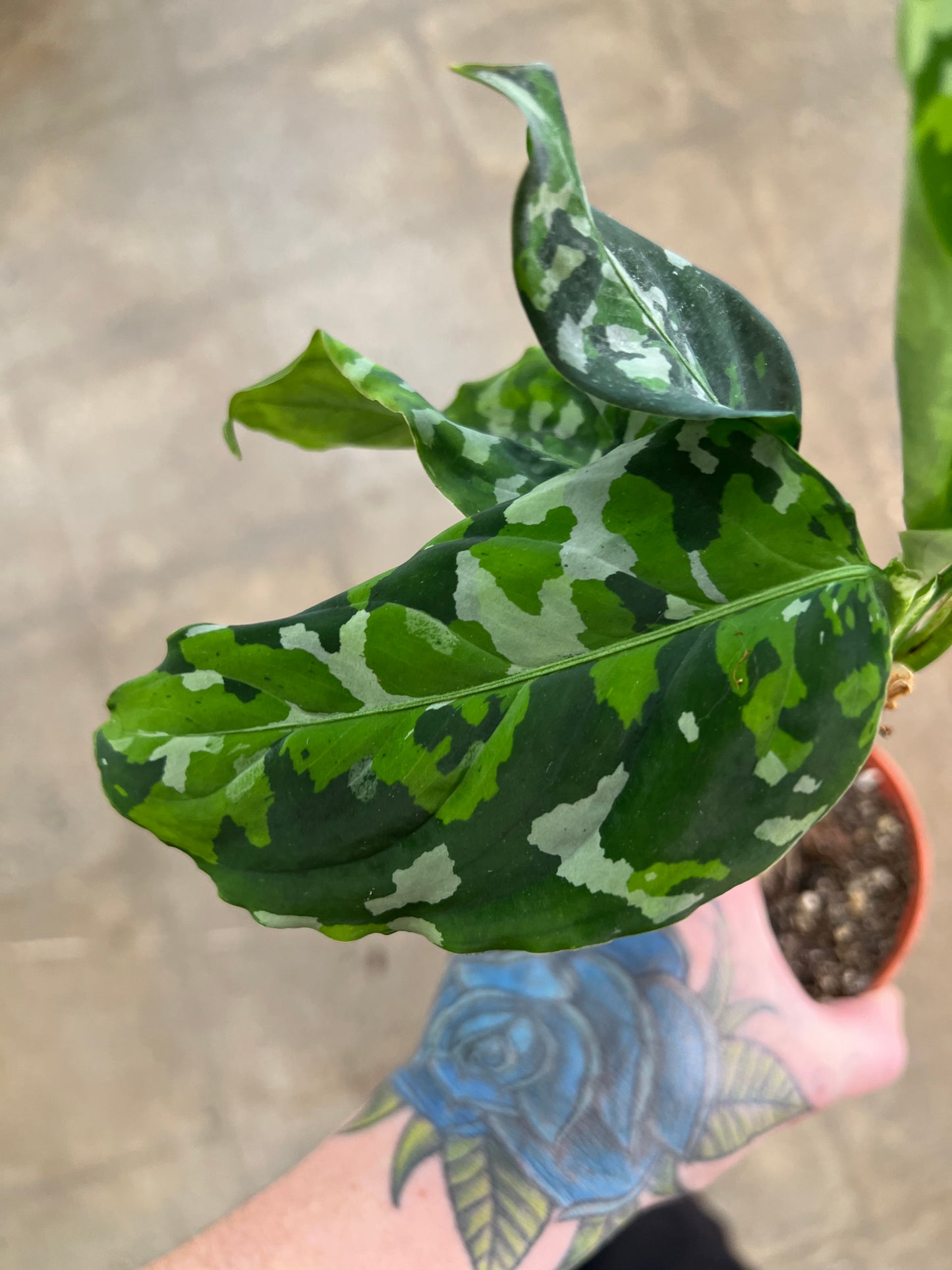 Aglaonema Pictum Tricolor