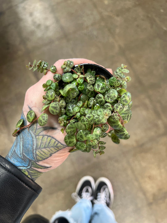 Peperomia Prostrata