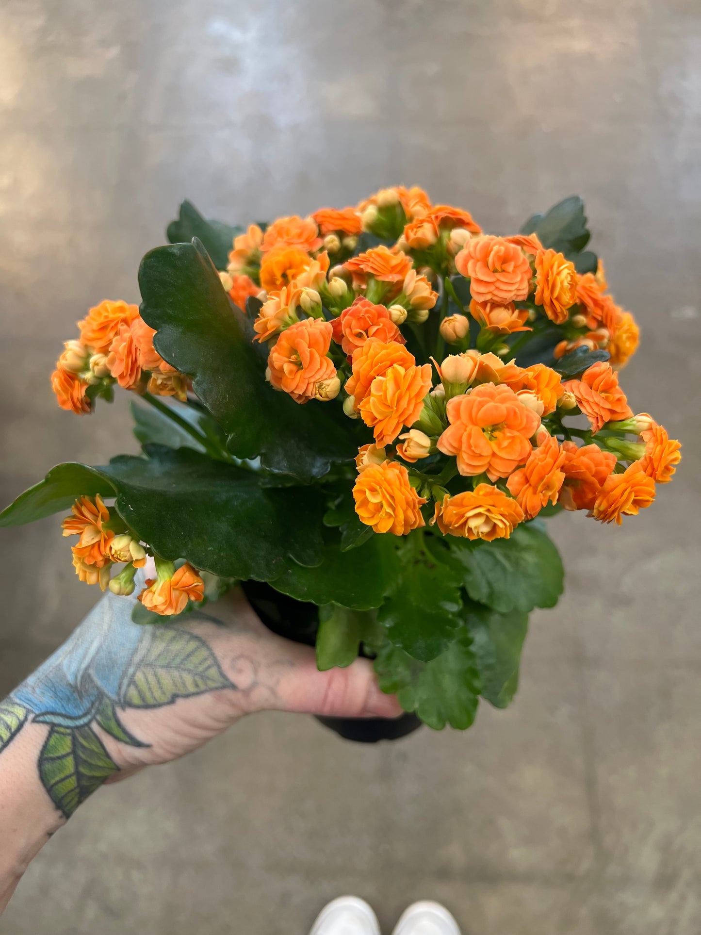 Kalanchoe