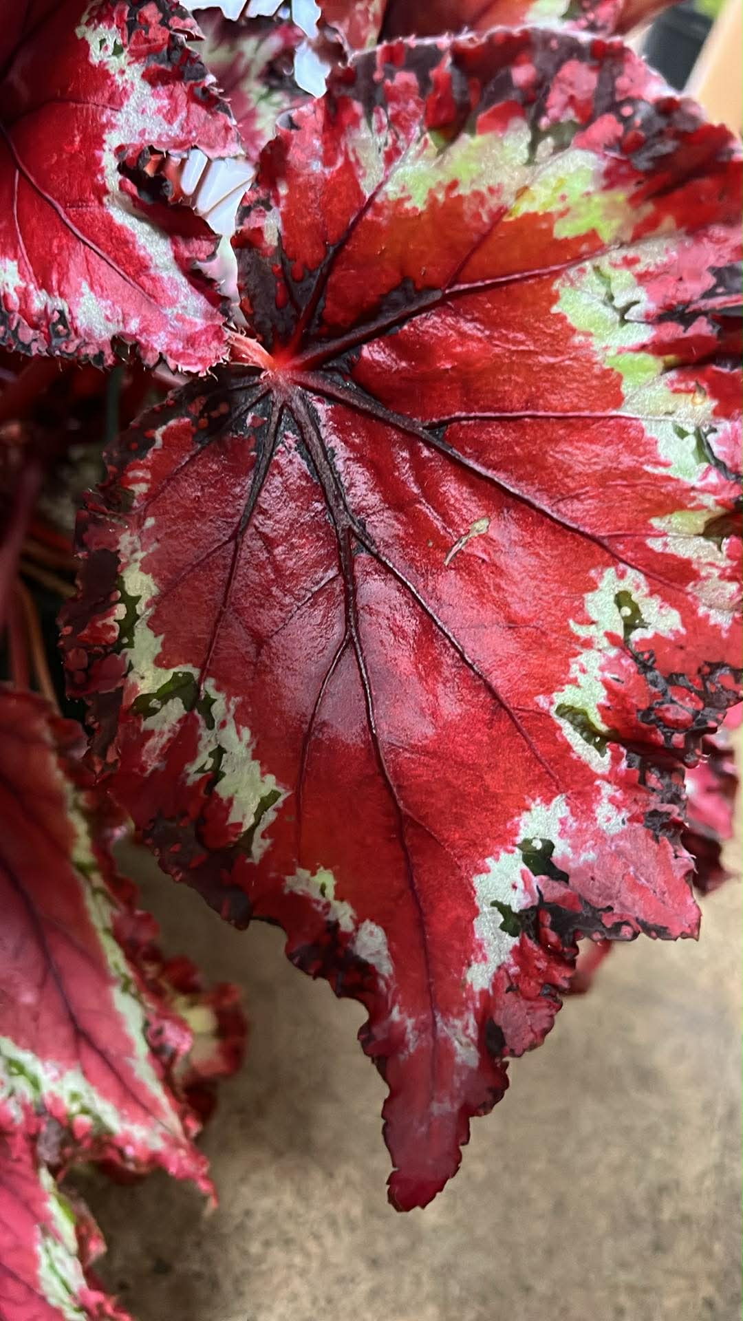 Bégonia Harmony's Red Star