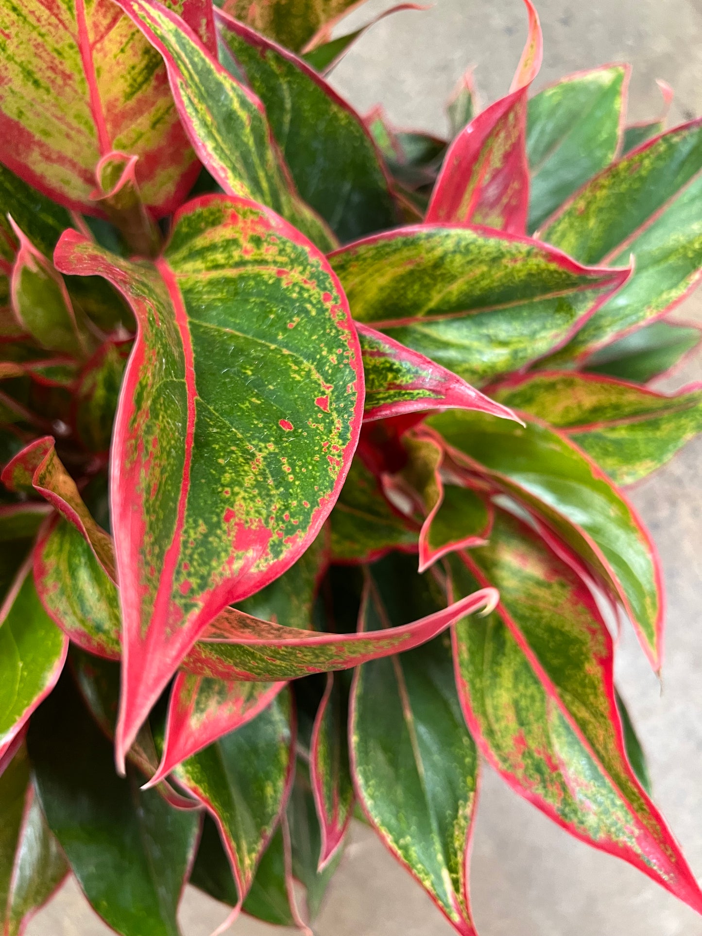 Aglaonema Red Siam