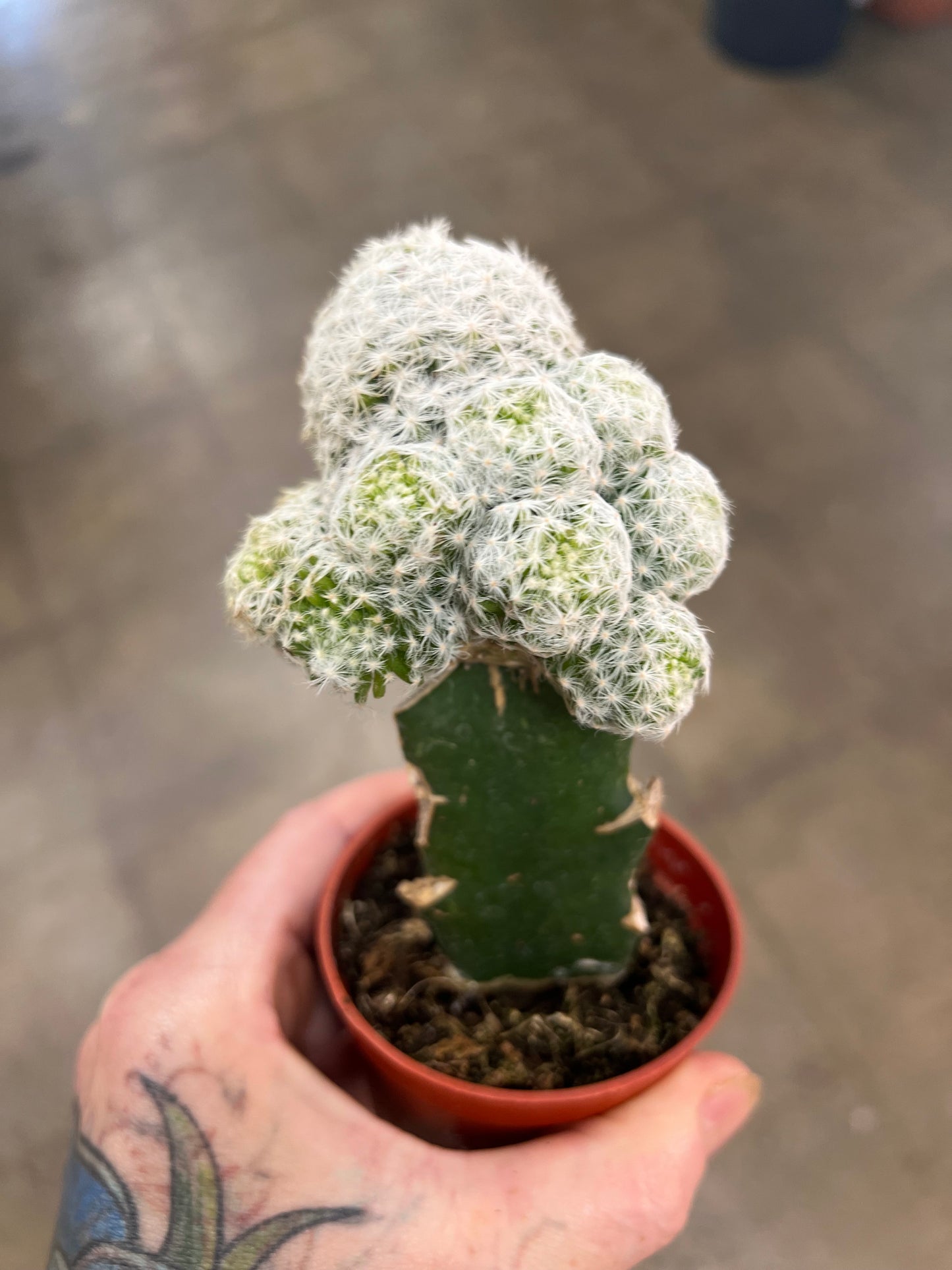 Cactus Greffé