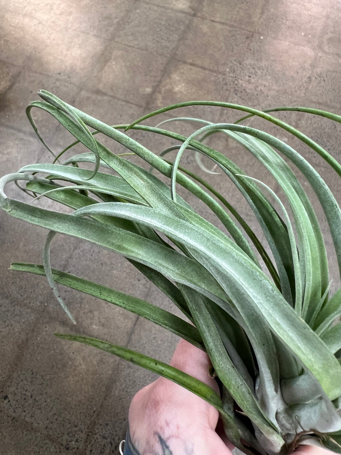 Tillandsia Capitata Silver Rose