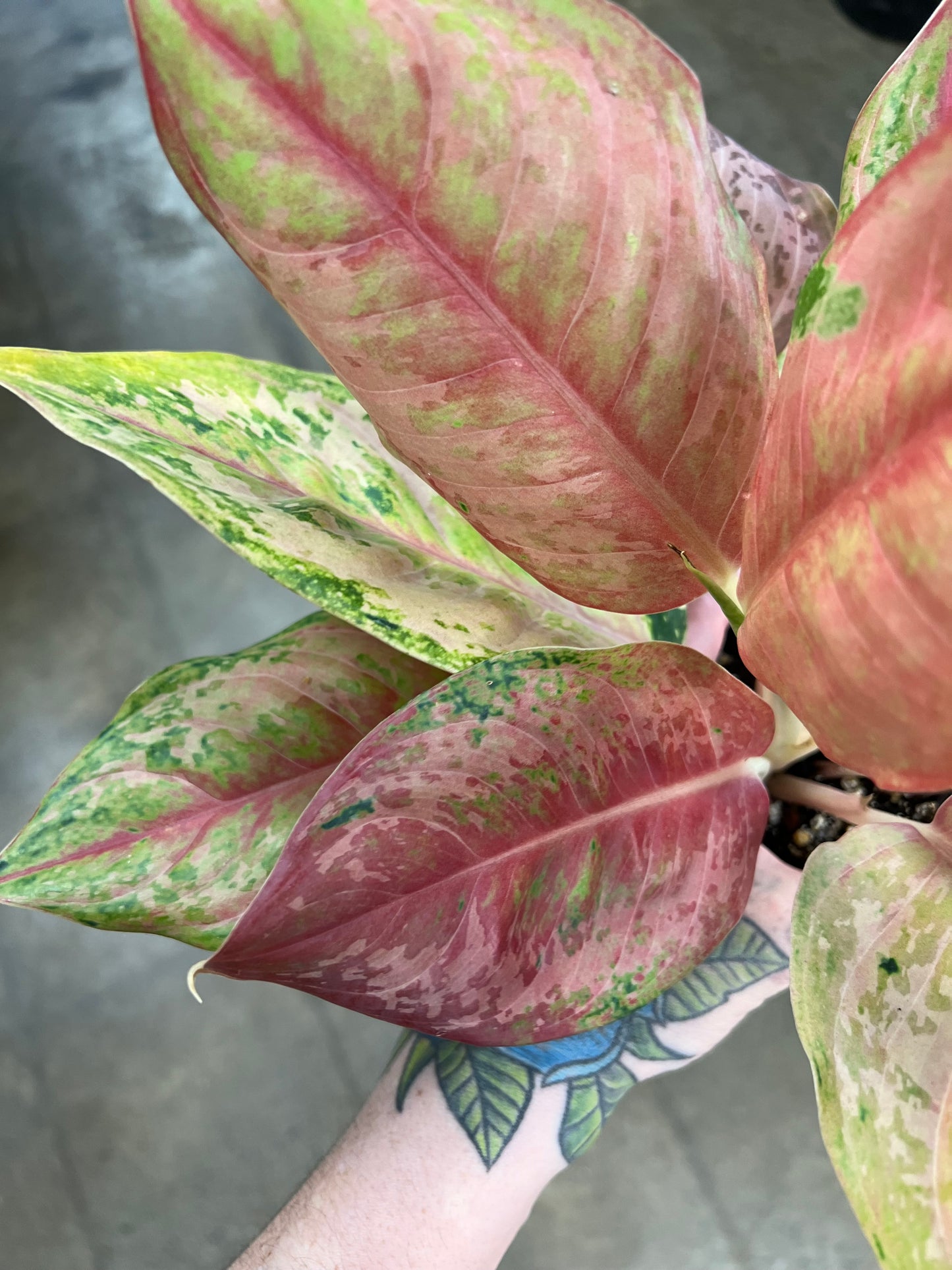 Aglaonema Khamlaitong