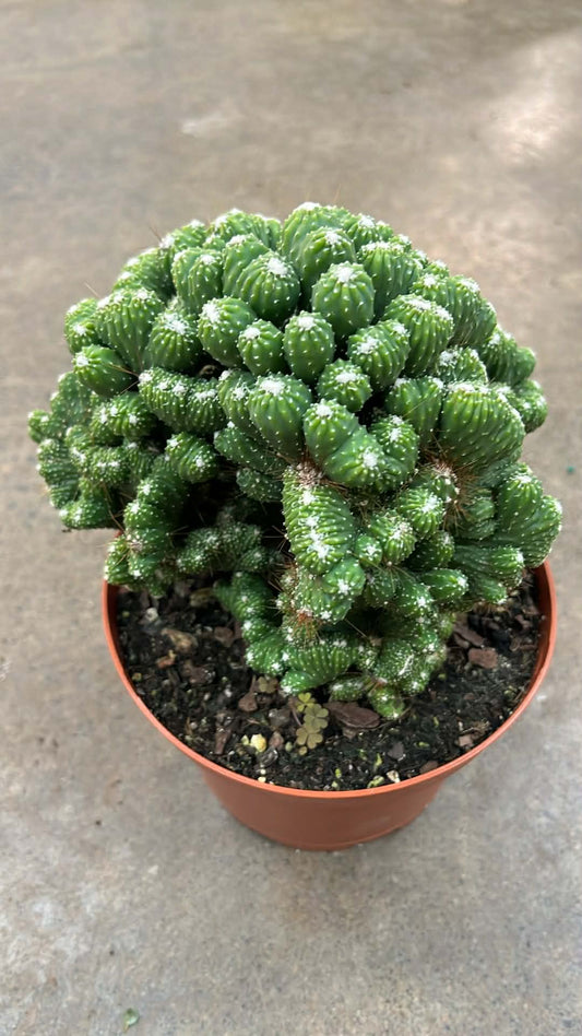 Cactus Crested Monstrose Spineless