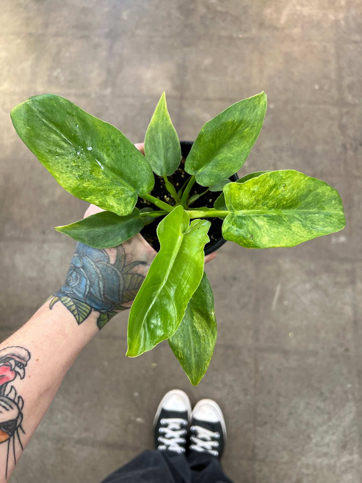 philodendron bob cee Philodendron Bob Cee Variegated – jungleroseinc