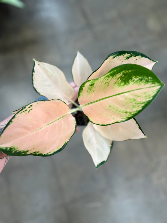 Aglaonema Cochin Peach