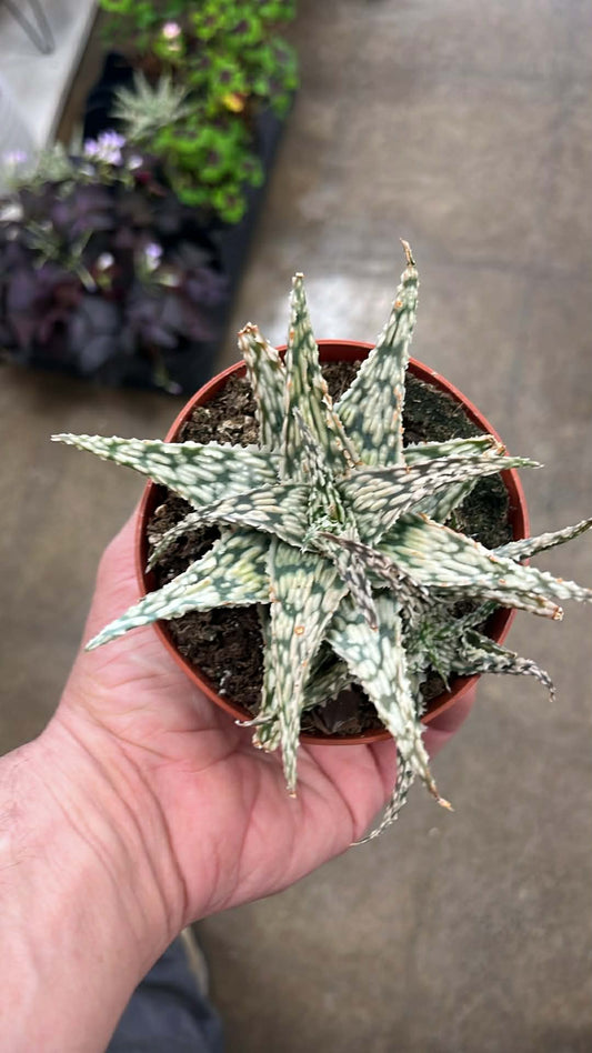 Aloe Snowflake