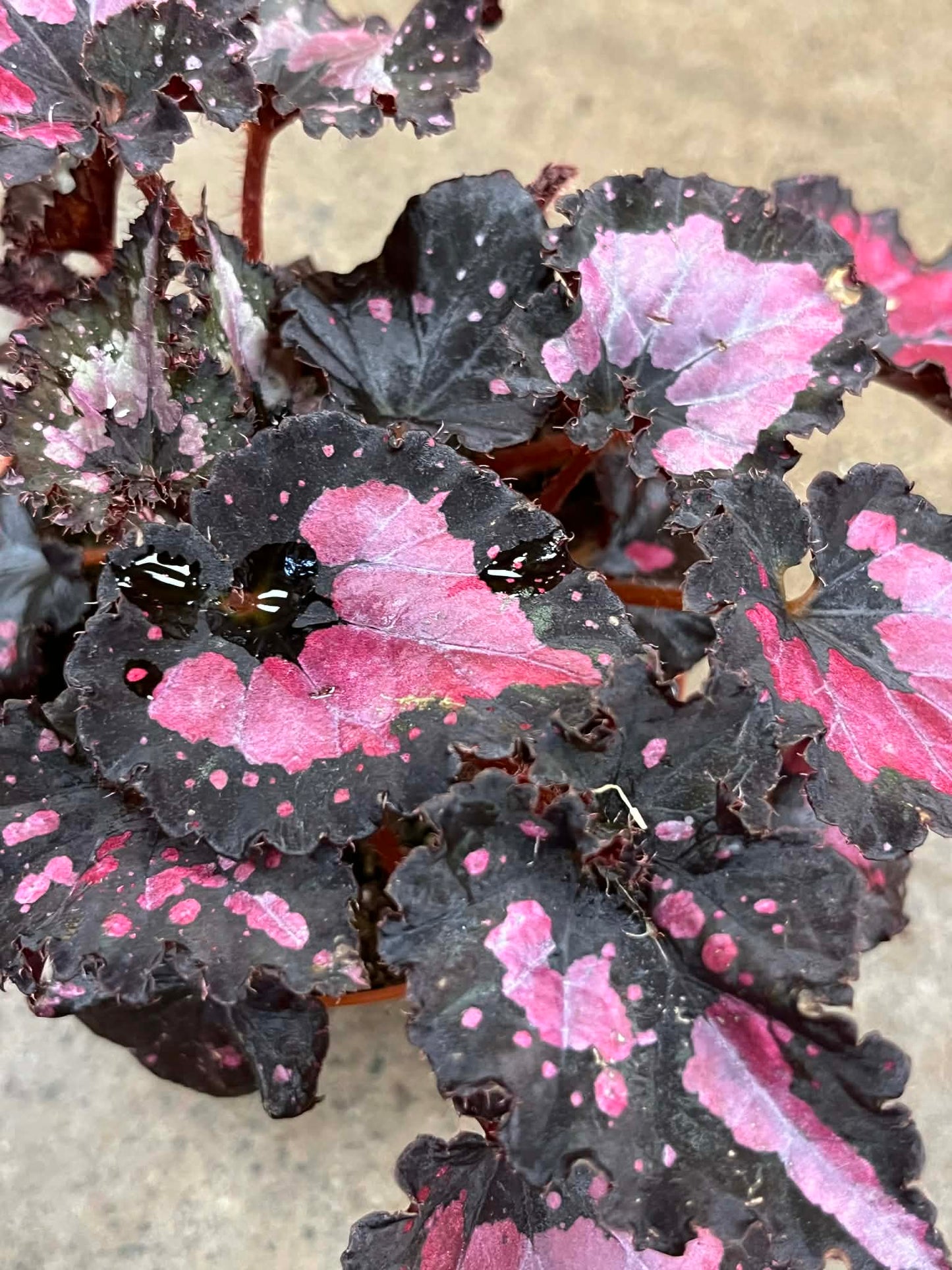 Bégonia Harmony's Red Velvet