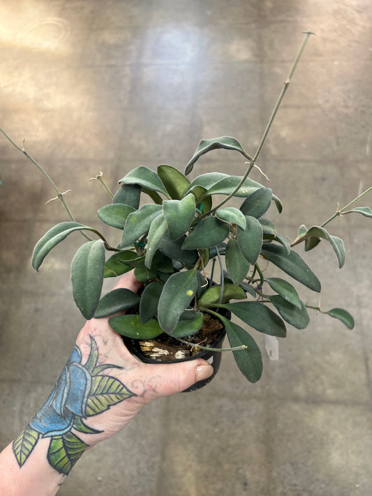 Hoya SP. Burtoniae Phillippines