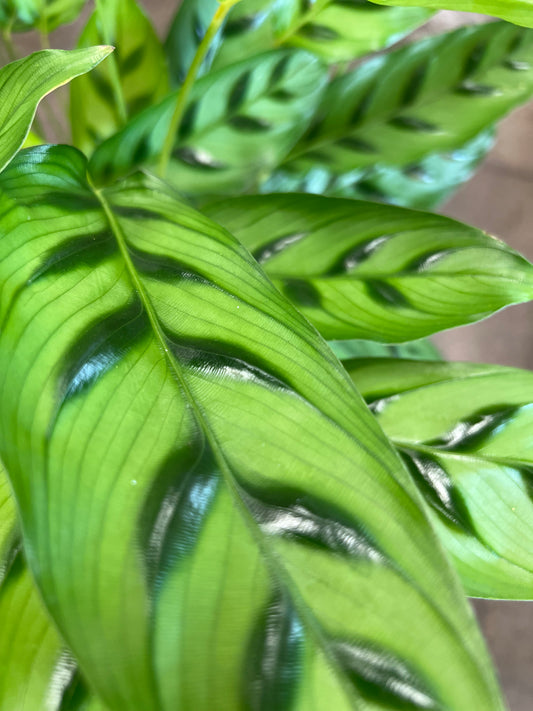 Calathea Léopardina