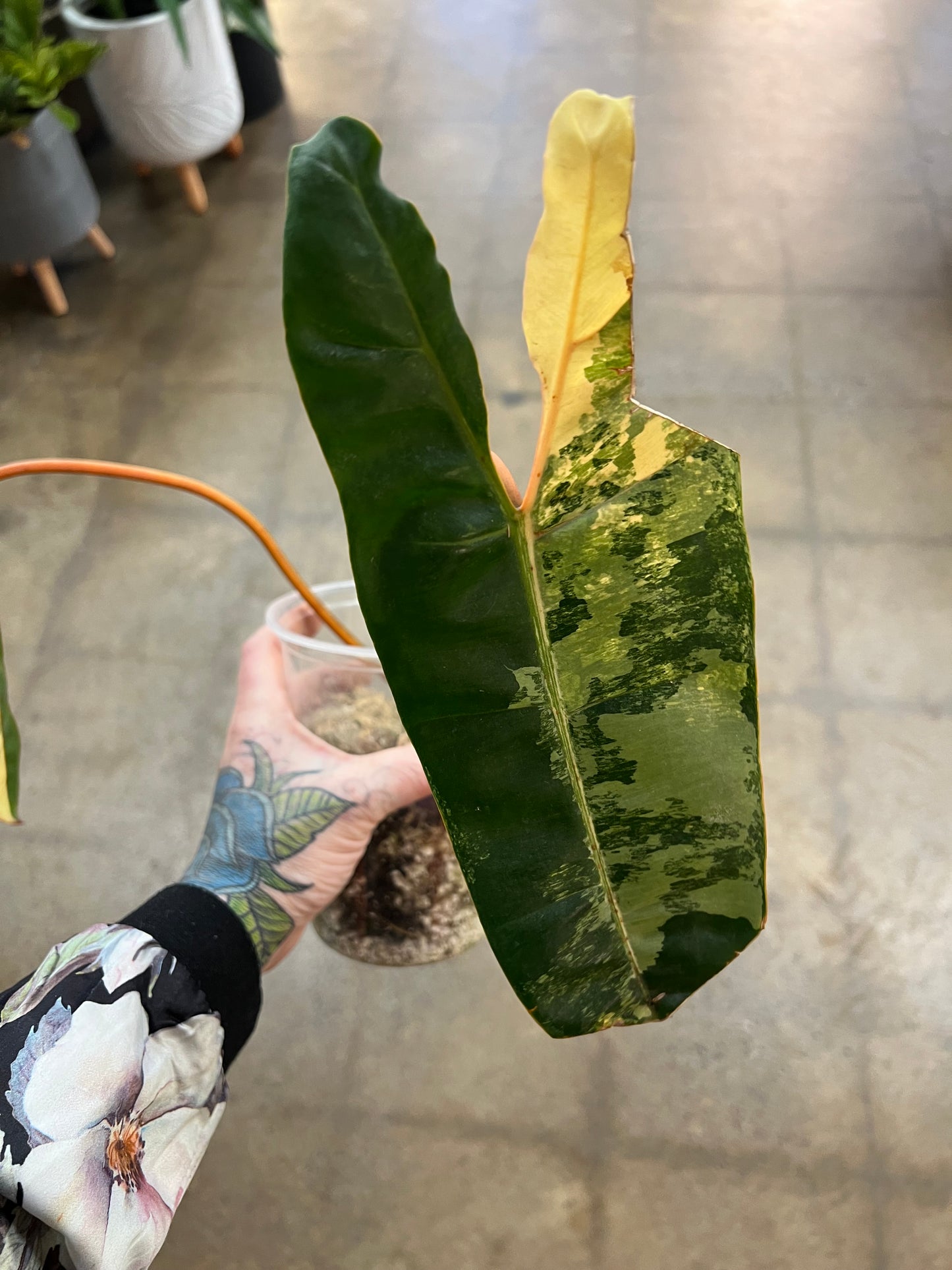 Philodendron Billietiae Variegata