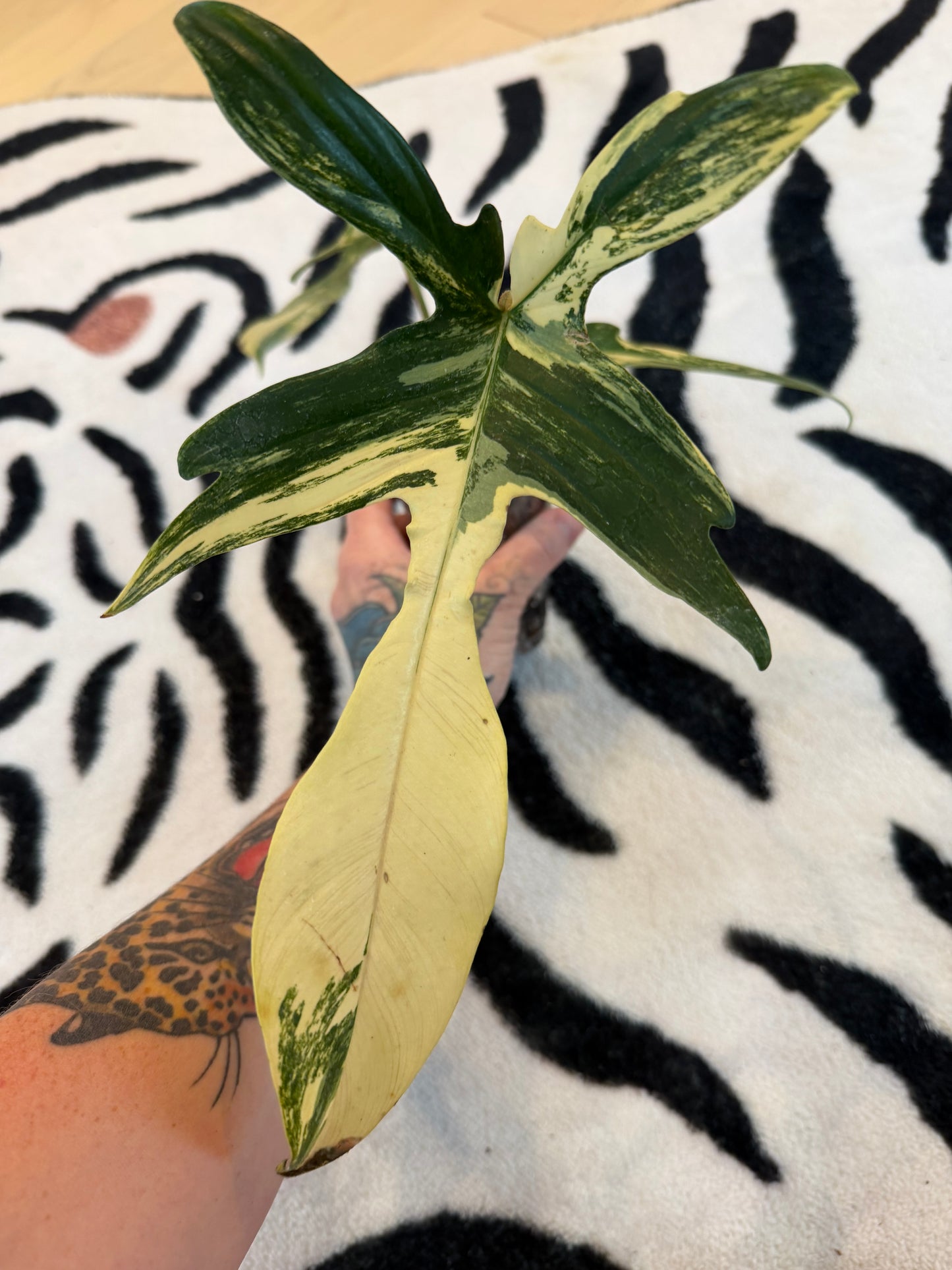 Philodendron Florida Beauty Variegated  Small #1