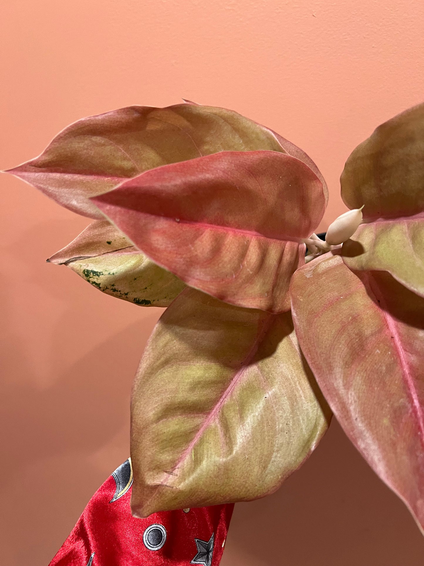 Aglaonema Pancawati