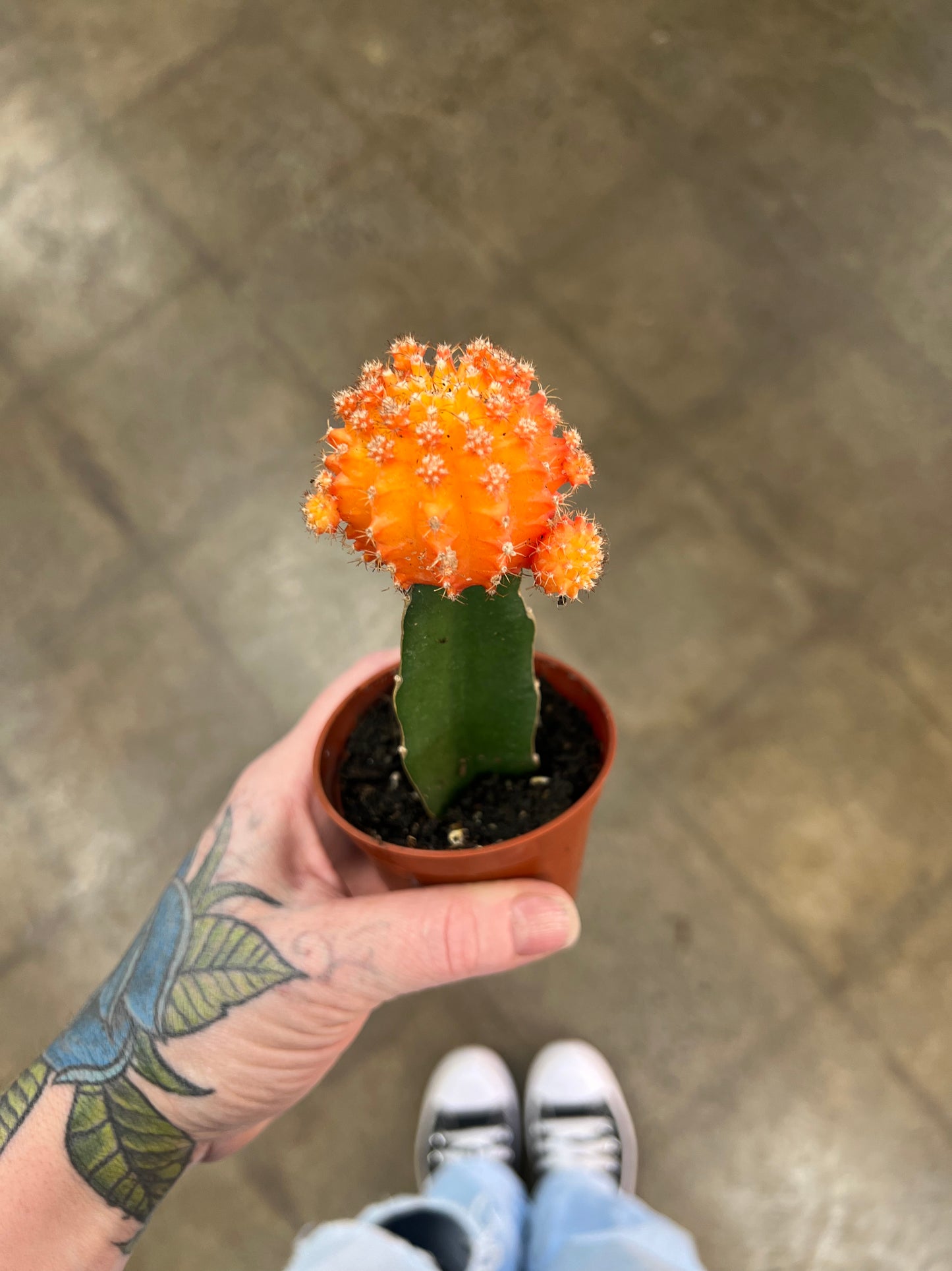 Cactus Greffé