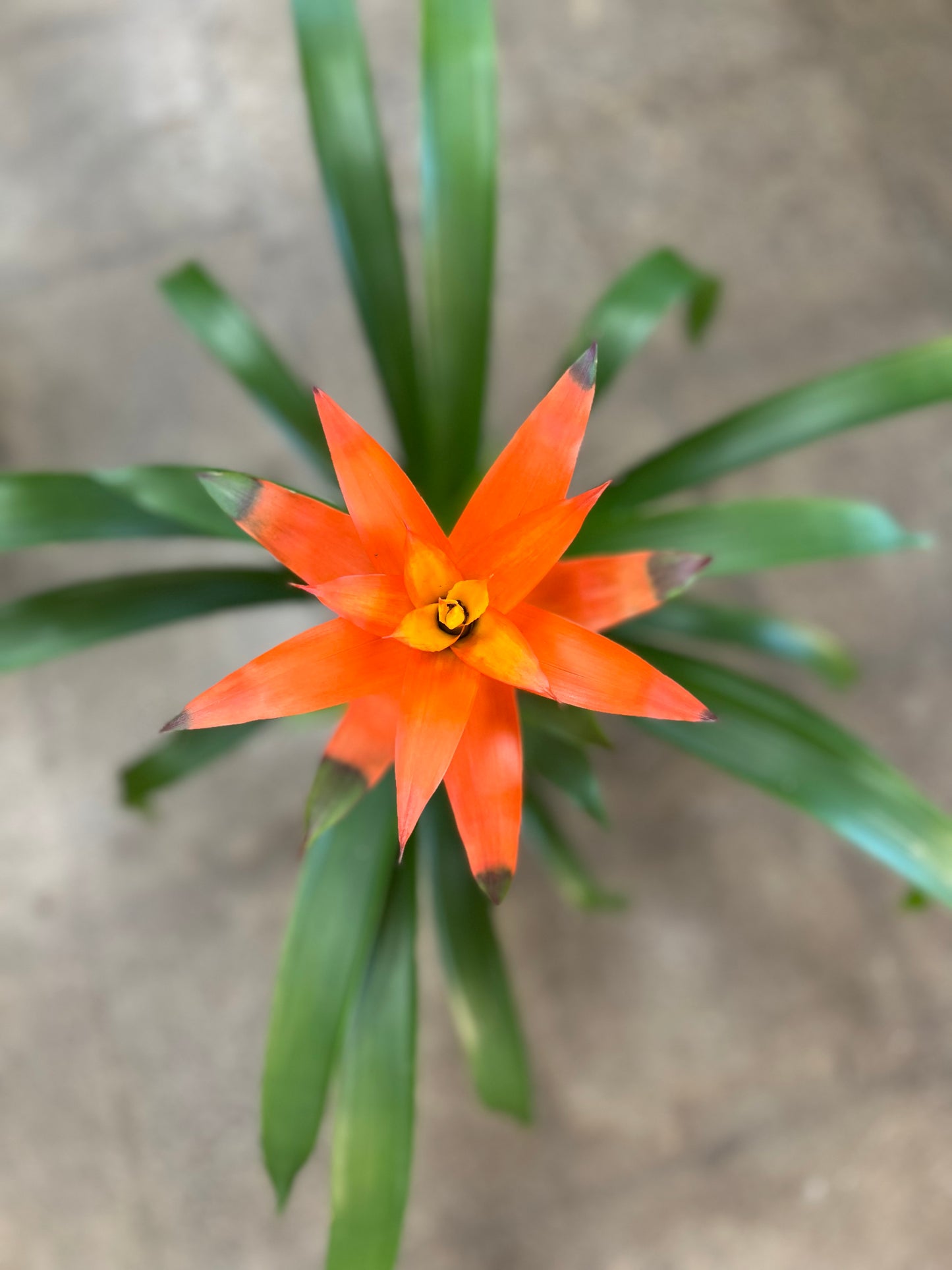 Broméliacé Guzmania