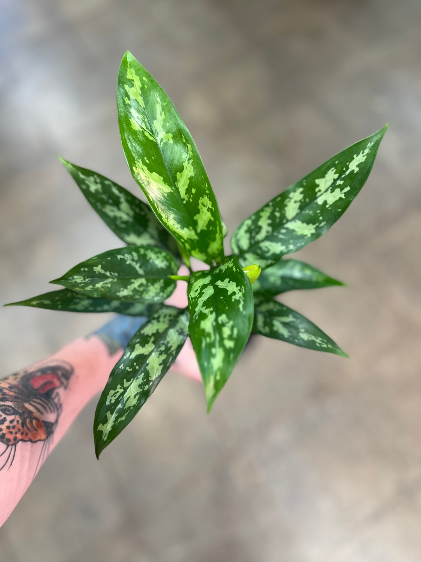 Aglaonema Maria Christina