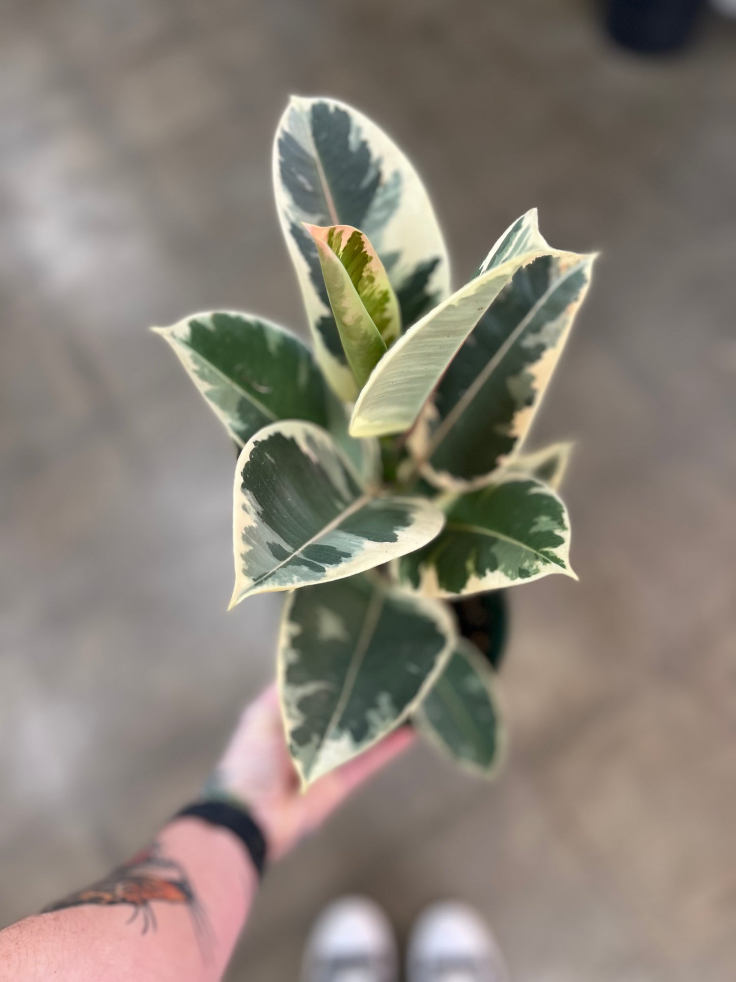 Ficus Elastica Tineke