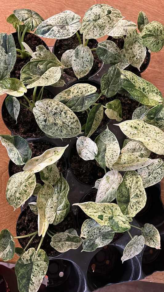 Alocasia Dragon Scale Mint Variegata